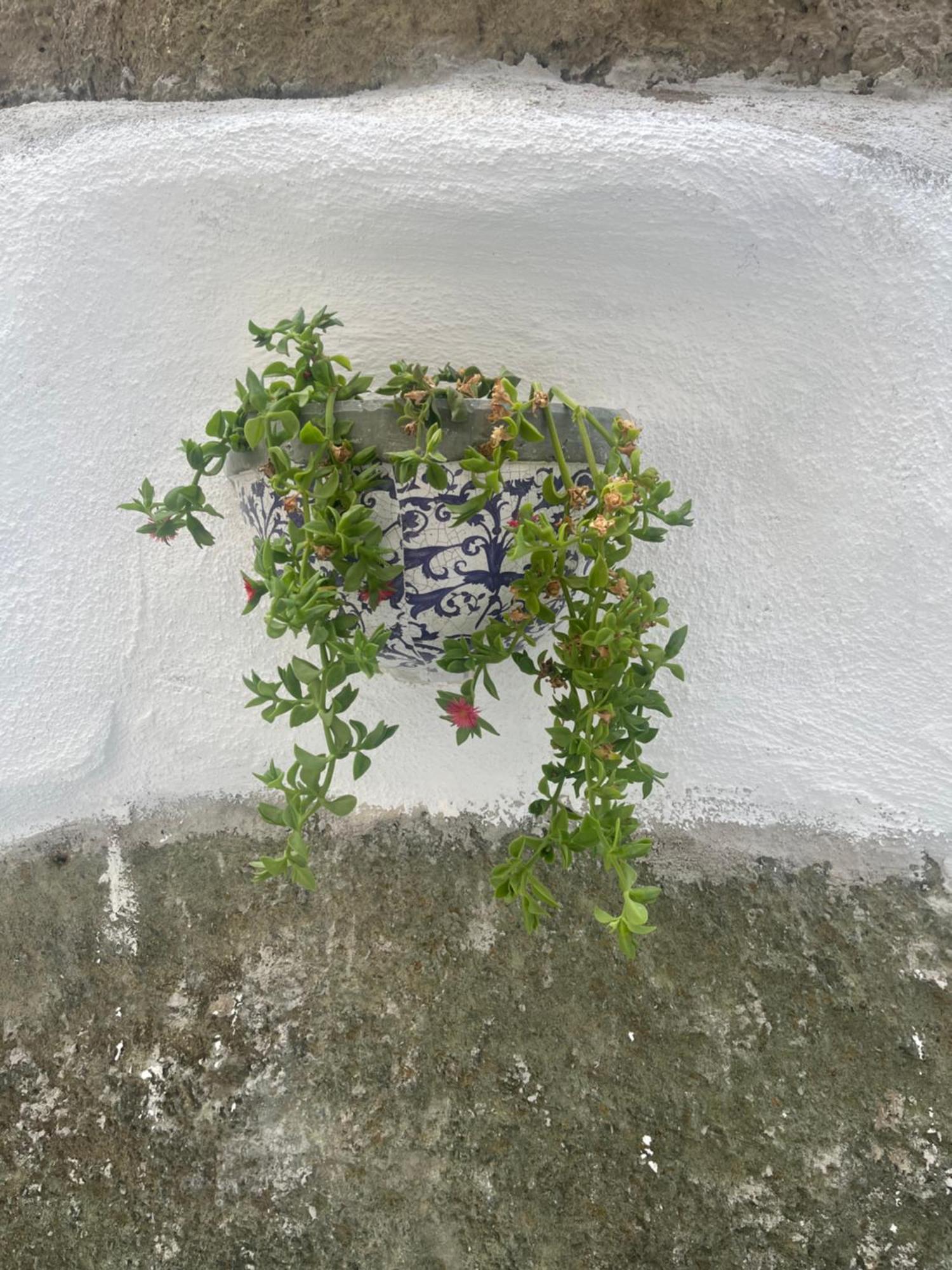Casa Delle Rose Apartman Ischia Kültér fotó